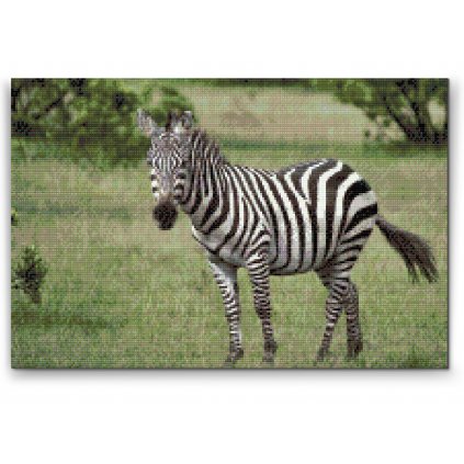 Diamantové malování - Zebra ve volné přírodě