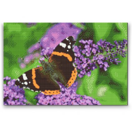Diamantové malování - Motýl na fialovém květu