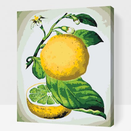 Malování podle čísel - Čerstvý citrón