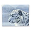 Diamantové malování - Bílý leopard