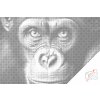 Tečkování - Šimpanz zblízka