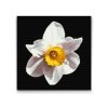 Diamantové malování - Květ narcisu