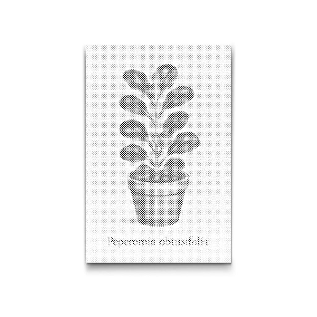 Bodkovanie_Peperomia_tupolista_M2