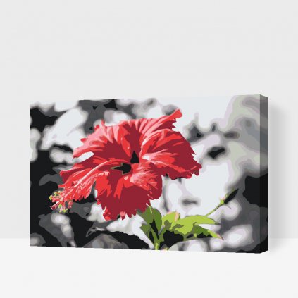Maľovanie podľa čísiel - Červený kvet v sivom pozadí