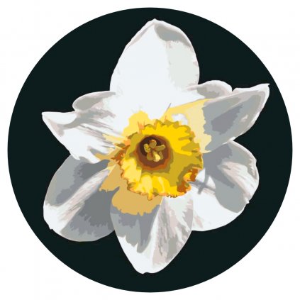Maľovanie podľa čísiel - Kvet narcisu