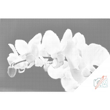Bodkovanie - Biela orchidea 2