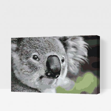 Maľovanie podľa čísiel - Koala