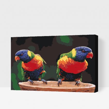Maľovanie podľa čísiel - Dúhové papagáje