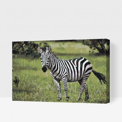 Maľovanie podľa čísiel - Zebra vo voľnej prírode