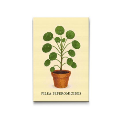 Diamantove_malovanie_Penizkovka_Pilea_peperomioides_M2