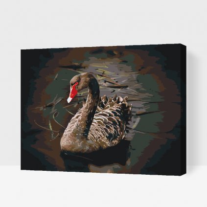 Maľovanie podľa čísiel – Čierna labuť