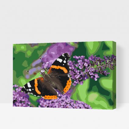 Maľovanie podľa čísiel - Motýľ na fialovom kvete
