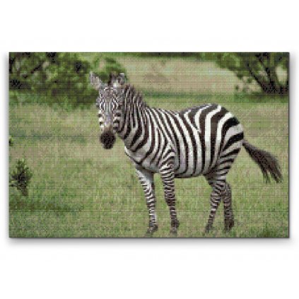 Diamantovanie podľa čísiel - Zebra vo voľnej prírode
