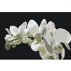 Maľovanie podľa čísiel - Biela orchidea 2