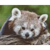 Diamantovanie podľa čísiel - Červená panda