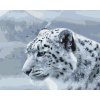 Malování podle čísel - Biely leopard