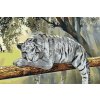 Malování podle čísel - Biely tiger