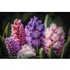 Diamantové malování - Hyacinty