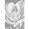 M11_Bodkovanie_-_Kvet_tulipánu