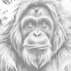 M11_Bodkovanie_-_Orangutan_v_odtieňoch_červenej_a_modrej