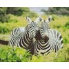 Diamantovanie podľa čísiel - Safari - Zebry