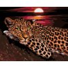 Maľovanie podľa čísiel - Leopard pri západe slnka