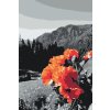 Maľovanie podľa čísiel - Vlčí mak v horách