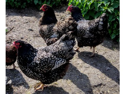 three of my barnevelder hens free ranging
