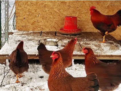 Velsumka velká rezavě koroptví