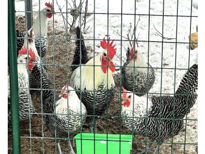 Brakelka Stříbrná