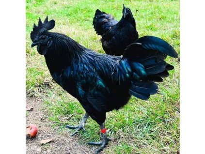 Ayam Cemani