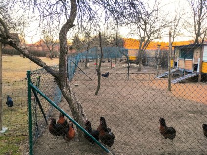 Araukana divoce zbarvená