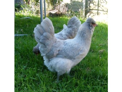 lavender aruacana circle 2