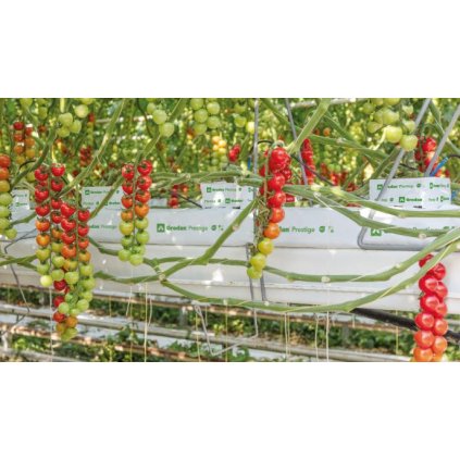 GRODAN Prestige NG2.0, pěstební rohož 1000x150x75mm, balená, pytel 12ks