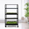 microgrow48 regal pro pestovani micorgreens