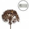 58443 2 led svetelna dekorativni vetev heracleum 70 cm bronzova