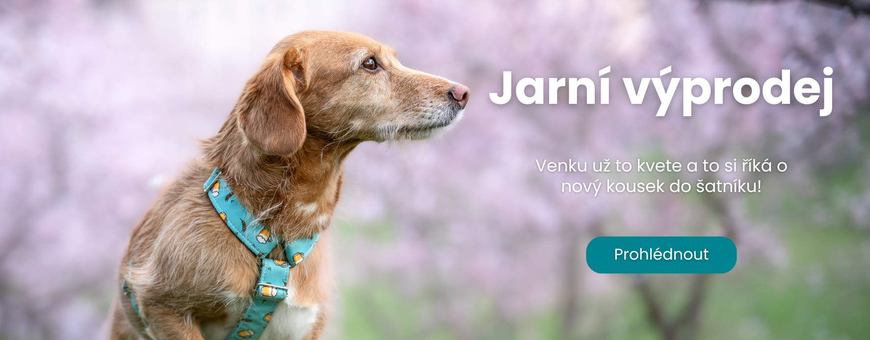 Jarní obojky