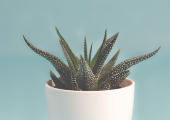 Věděli jste, že správné rostliny v ložnici mohou vylepšit váš spánek?