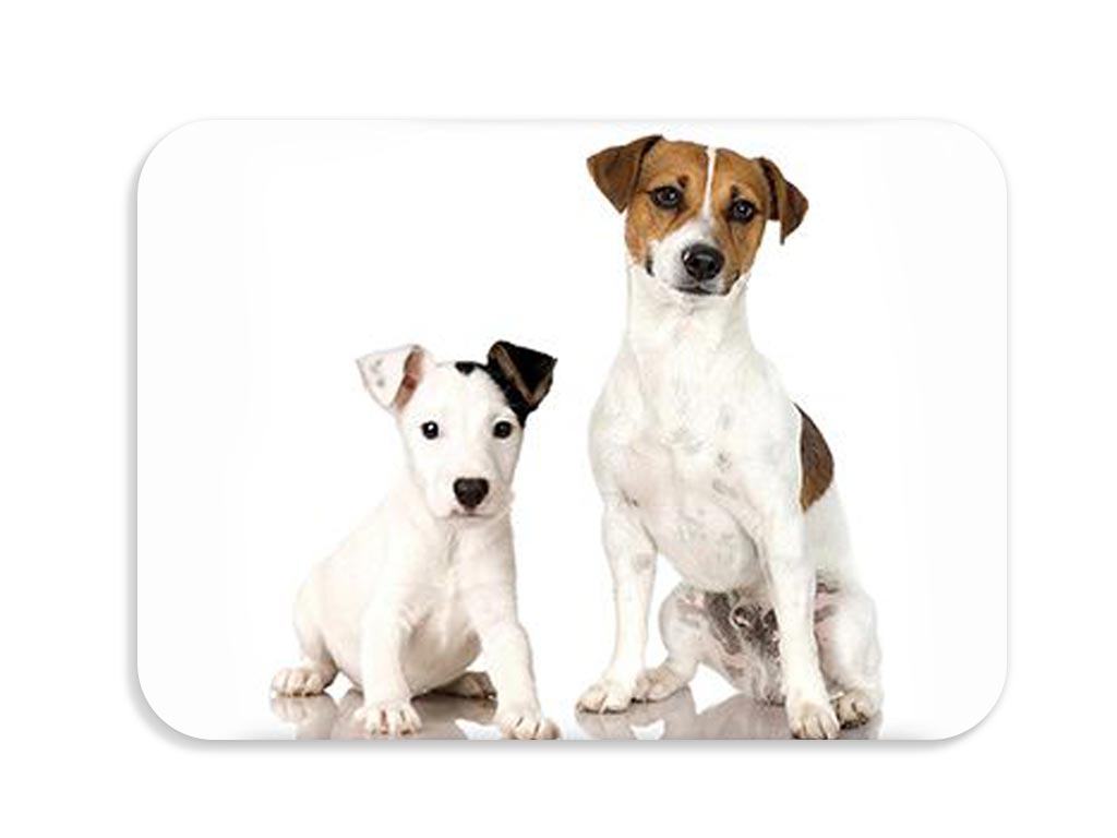 Dětská podložka na stůl 56x37 cm DOGS & CATS Varianta: Spotti