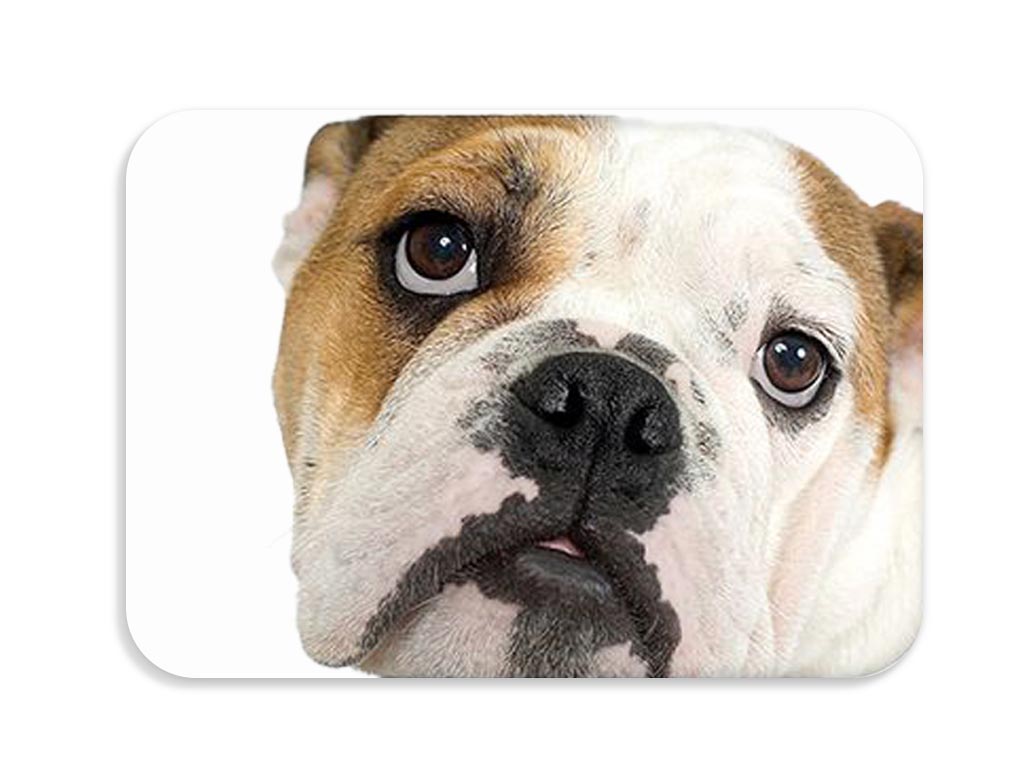 Dětská podložka na stůl 56x37 cm DOGS & CATS Varianta: Bullo