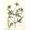 Bidens tripartita3