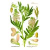 800px Illustration Galega officinalis1