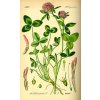 220px Illustration Trifolium pratense0