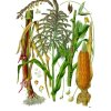 Zea mays Köhler–s Medizinal Pflanzen 283