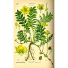 330px Illustration Potentilla anserina0