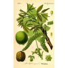 800px Illustration Juglans regia0