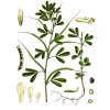 Trigonella foenum graecum Köhler–s Medizinal Pflanzen 273