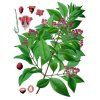 Santal rostlina