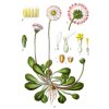Bellis perennis Sturm9
