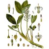 Menyanthes trifoliata Köhler–s Medizinal Pflanzen 225